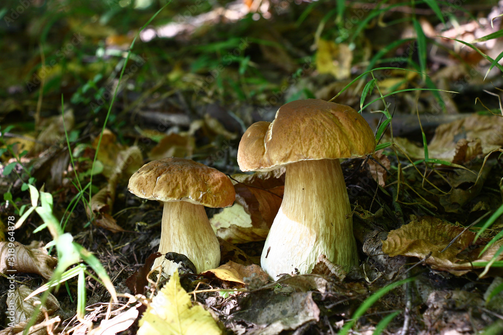 In the deciduous wood among the fallen-down brown foliage and a green grass two beautiful cepes grew. In the deciduous wood among the fallen-down brown foliage and a green grass two beautiful cepes grew.