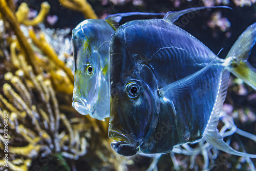 Close-up view of a group of Selene vomer photo