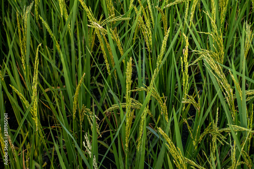 Rice spike in rice field of thailand.