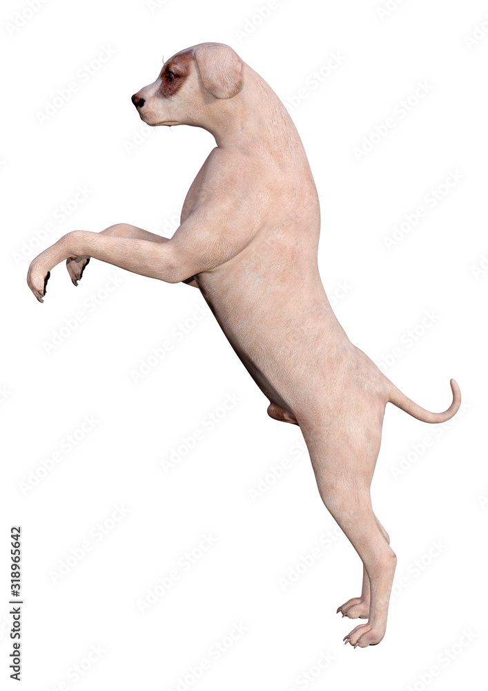3D Rendering Crossbreed Dog on White