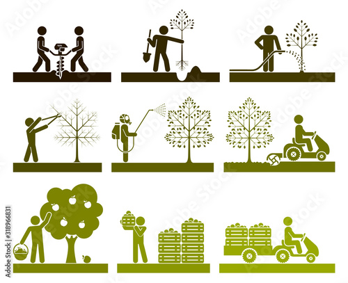 Food production. Pictogram icon set presenting different stages in fruit growing process. Icon set presenting orcharding, plowing, sowing, watering, picking, spraying fruit and transporting.