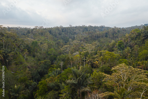 Ubud tropical forest