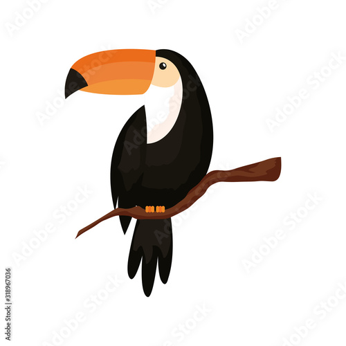 toucan animal exotic isolated icon
