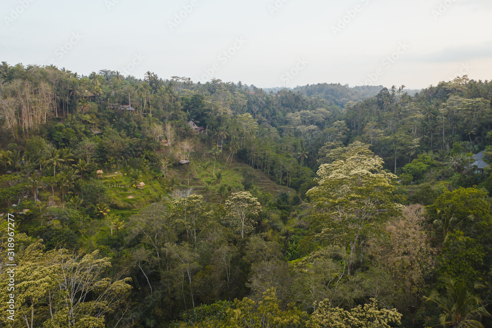 Ubud tropical forest Ubud tropical forest