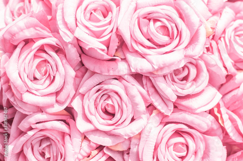 Selective focus Beautiful Pink flowers background . abstract soft sweet pink flower background .Beautiful pink roses flower blossom flower background design floral . valentine's day backgroud