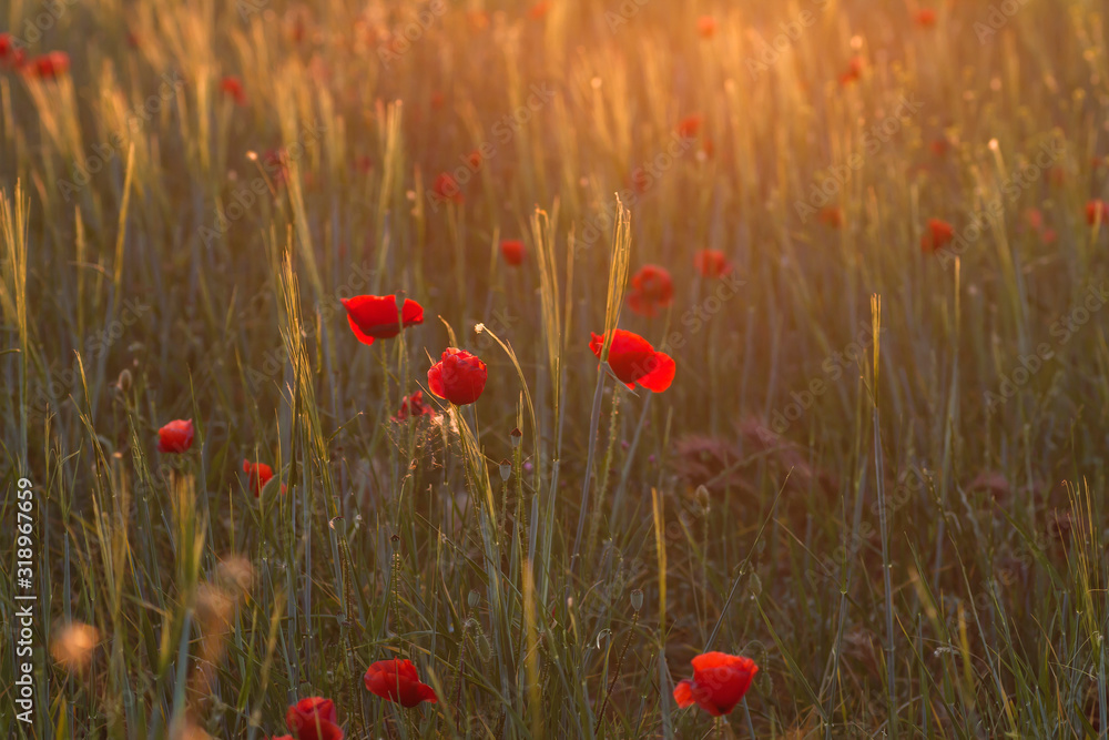 Obraz premium Wild red poppies blooming in spring