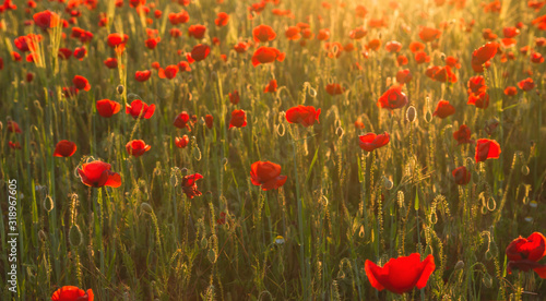 Wild red poppy flowers and buds