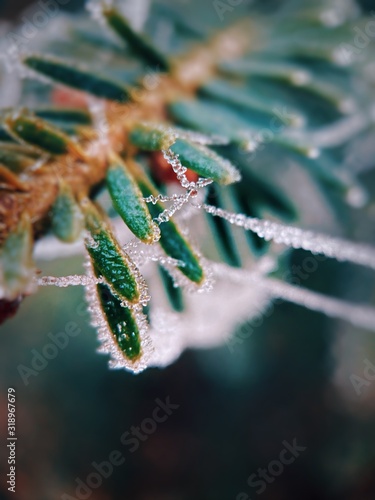 frozen web