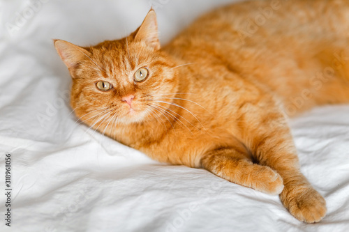 a red-haired cat with a fixed look is lying on the bed