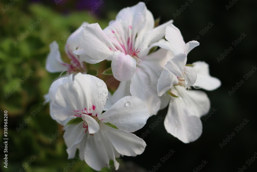 white flower white flower