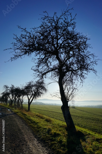 tree in the field