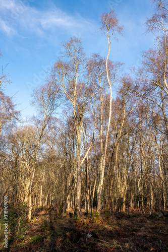 Burton Mill Walk Through Southdown National Park photo