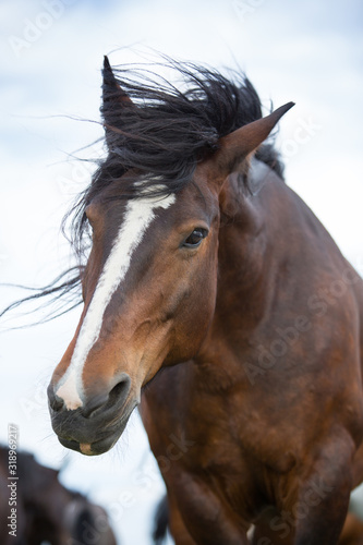 Fototapeta Naklejka Na Ścianę i Meble -  Portrait of a big horse