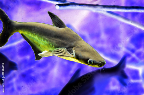 Pangasius predatory fish in natural habitat  Pangasianodon hypophthalmus 