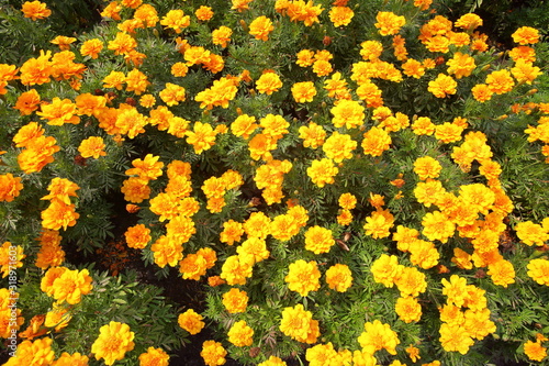 These beautiful marigolds flowers in the garden in King Rama IX Park Thailand.