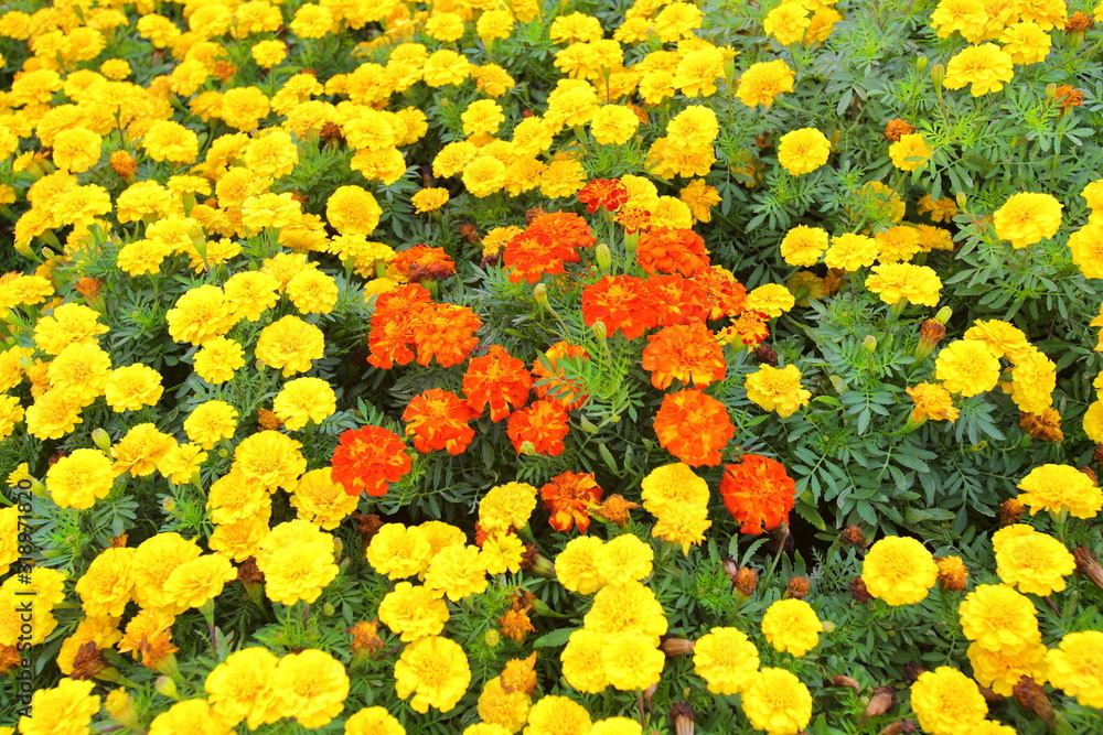 Closeup,These beautiful 2 colors marigolds flowers in the garden in King Rama IX Park Thailand.