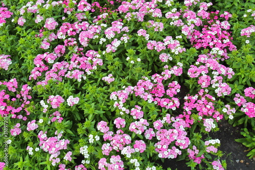 Dianthus,jolt pink magic flowers in King Rama IX park Thailand