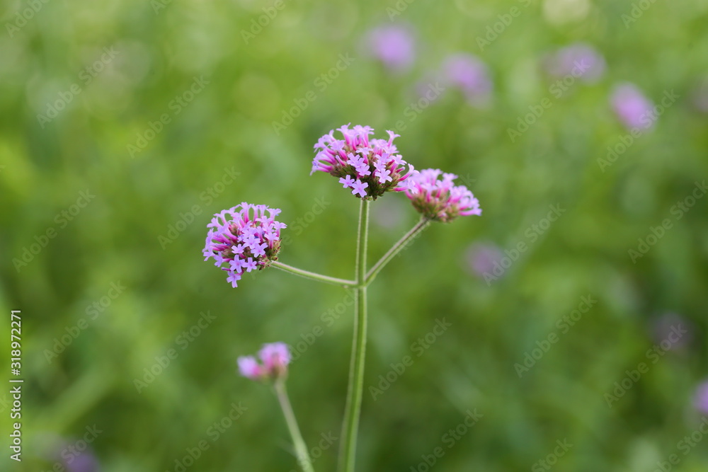 Big Closeup,Purpletop vervain flowers in the garden of King Rama IX park in Thailand Big Closeup,Purpletop vervain flowers in the garden of King Rama IX park in Thailand