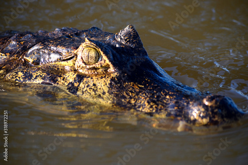 Jacare Caiman in Rio Cuiaba, Pantanal, Brazil.