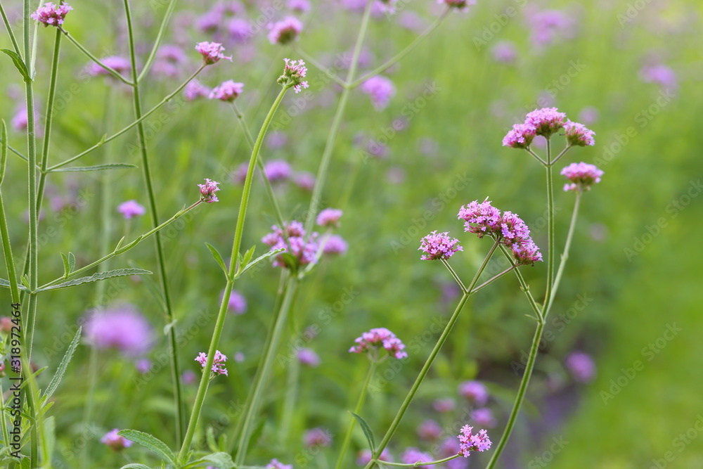 Closeup,Purpletop vervain flowers in the garden of King Rama IX park in Thailand Closeup,Purpletop vervain flowers in the garden of King Rama IX park in Thailand