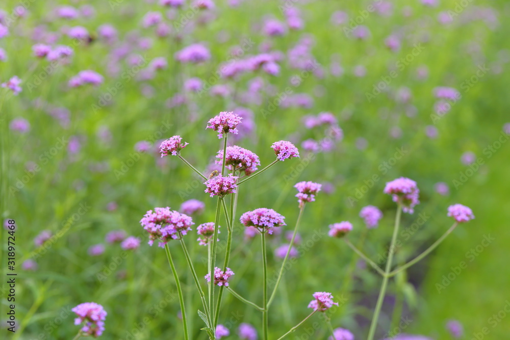 Closeup,Purpletop vervain flowers in the garden of King Rama IX park in Thailand Closeup,Purpletop vervain flowers in the garden of King Rama IX park in Thailand