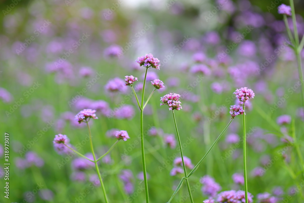 Closeup,Purpletop vervain flowers in the garden of King Rama IX park in Thailand Closeup,Purpletop vervain flowers in the garden of King Rama IX park in Thailand