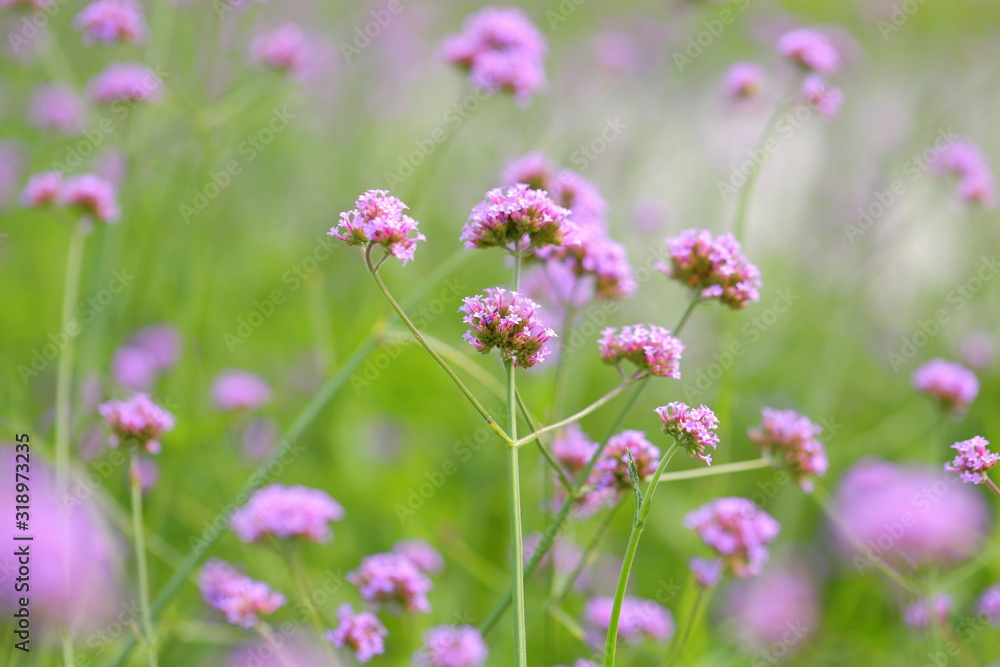 Big Closeup,Purpletop vervain flowers in the garden of King Rama IX park in Thailand Big Closeup,Purpletop vervain flowers in the garden of King Rama IX park in Thailand