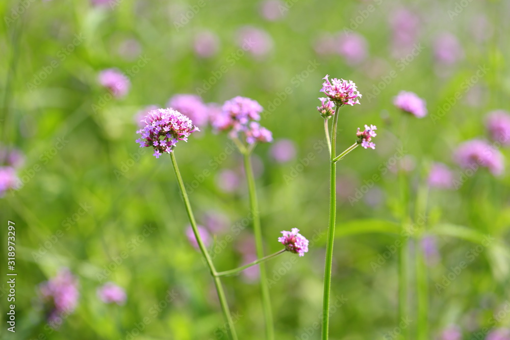 Big Closeup,Purpletop vervain flowers in the garden of King Rama IX park in Thailand Big Closeup,Purpletop vervain flowers in the garden of King Rama IX park in Thailand