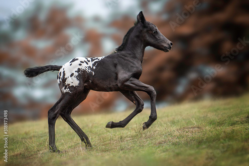 Canvas Print Foal Running On Grassy Field