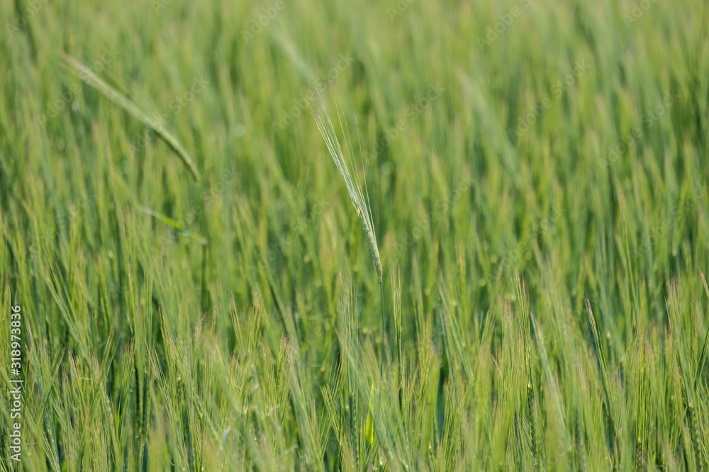 Solid green background of young cereal crops