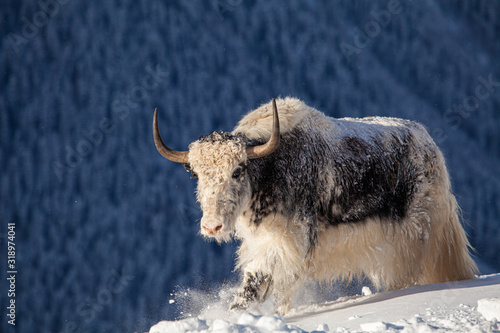 Wild yak in the mountains of Nepal photo