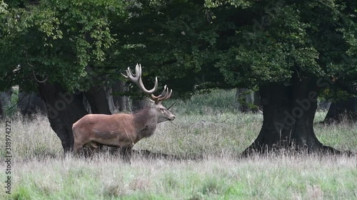 Red deer (Cervus elaphus) stag / male with huge antlers looking around in oak forest during the rut in autumn / fall photo