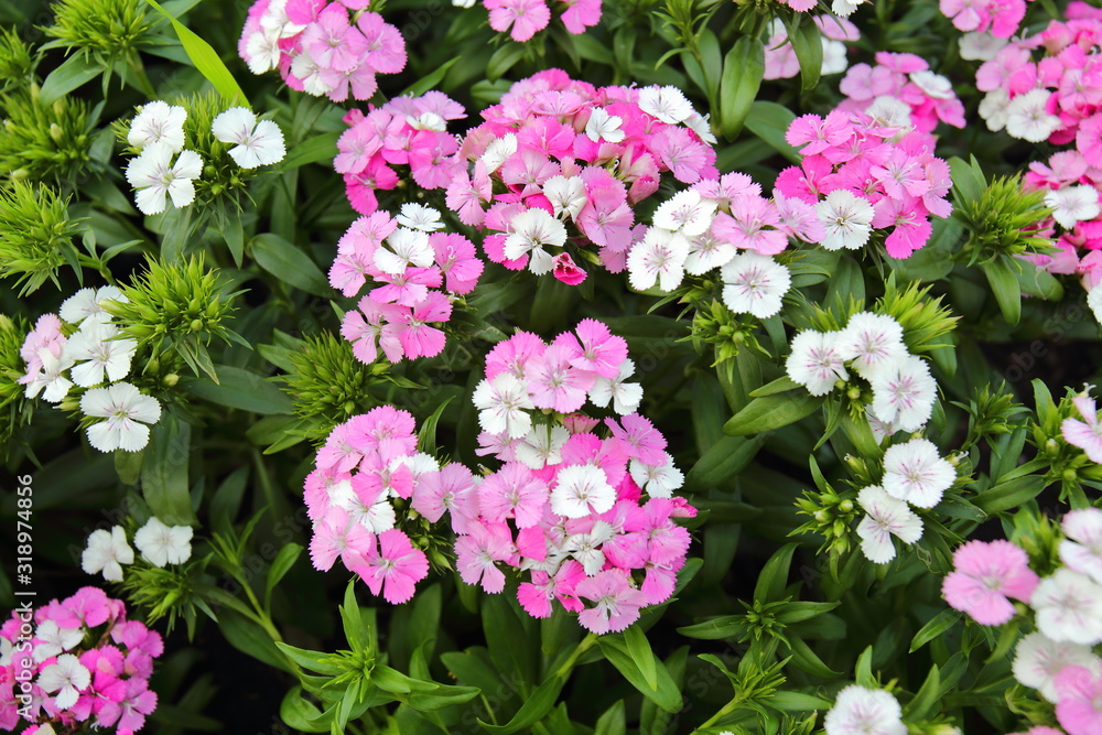 Dianthus,jolt pink magic flowers in King Rama IX park Thailand Dianthus,jolt pink magic flowers in King Rama IX park Thailand