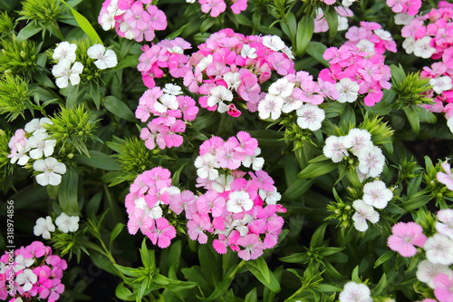 Dianthus,jolt pink magic flowers in King Rama IX park Thailand