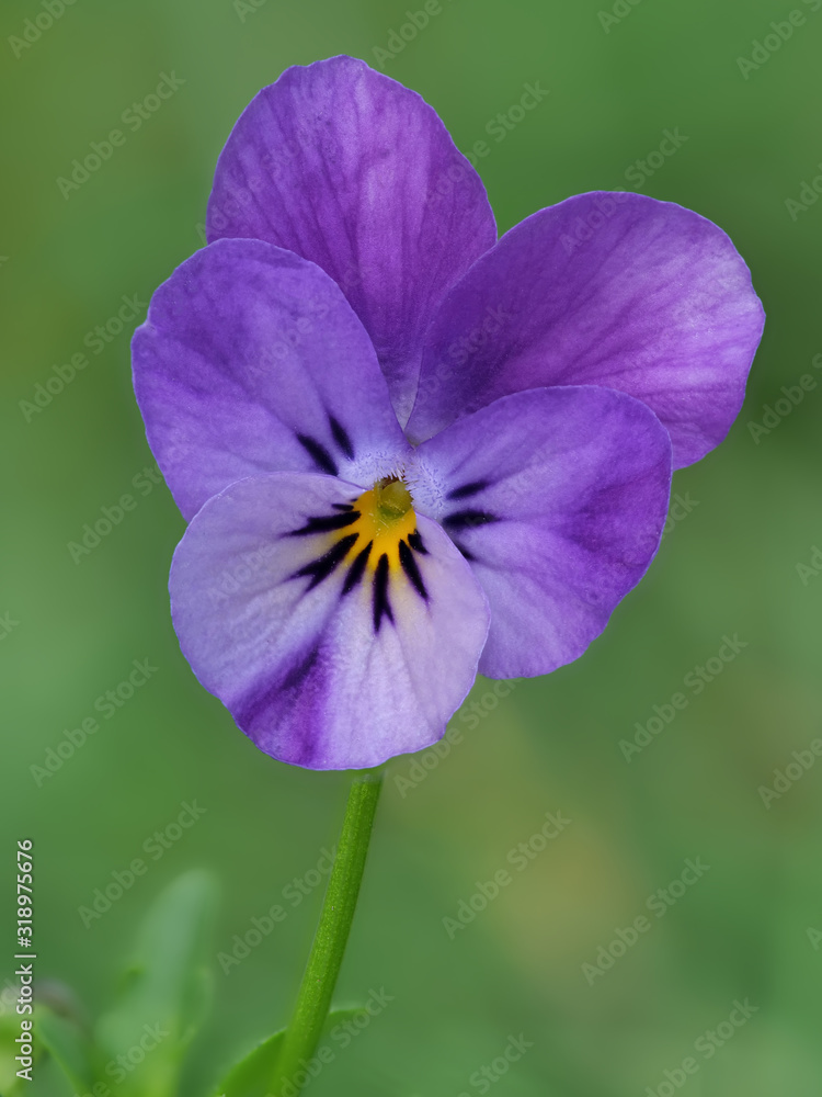 Einzelne Blüte vom violetten Hornveilchen vor unscharfem grünen Hintergrund