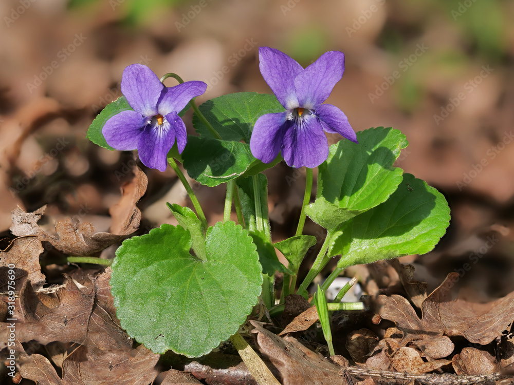 wildes Veilchen mit violetten Blüten im Laub am Waldboden wildes Veilchen mit violetten Blüten im Laub am Waldboden