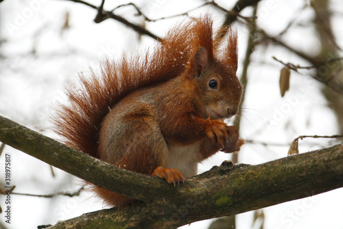 Ein rotes Eichhörnchen sitzt im Winter bei Schneefall mit einer Nuss auf einem Ast mit freundlichem Blick, sciurus vulgaris