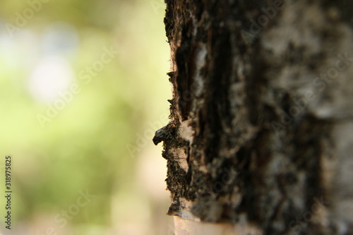 The bark of the tree in the Park near