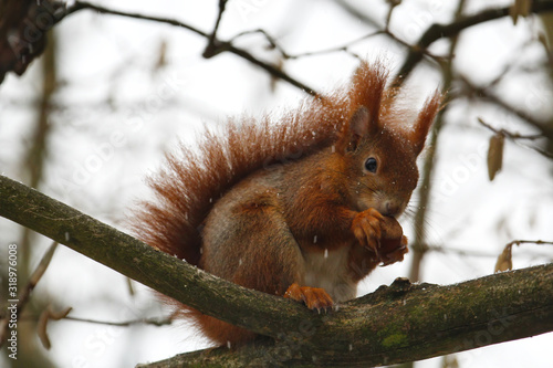 Ein rotes Eichhörnchen sitzt im Winter bei Schneefall mit einer Nuss auf einem Ast mit freundlichem Blick, sciurus vulgaris
