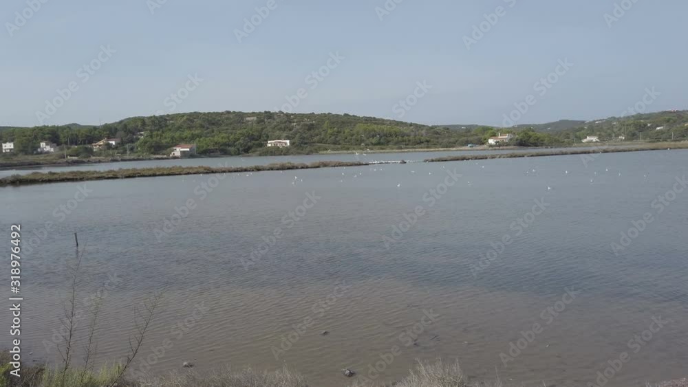 Panning view of the former salt marshes of Carloforte, many seagulls and birds feed in the brackish water and fly, Sardinia Italy Panning view of the former salt marshes of Carloforte, many seagulls and birds feed in the brackish water and fly, Sardinia Italy