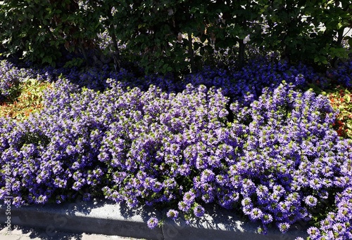 Purple flowers of Scaevola Aemula, Lobelia Aemula, in the garden. It is a small shrub in the family Goodeniaceae. photo