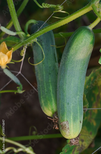 Cucumber growing in field vegetable for harvesting.