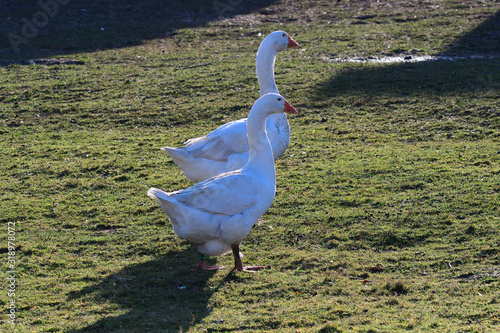 Weiße Pommerngans auf einem Bauernhof photo