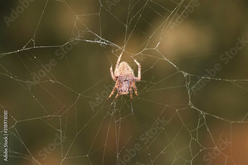 A Spider crawling on its web