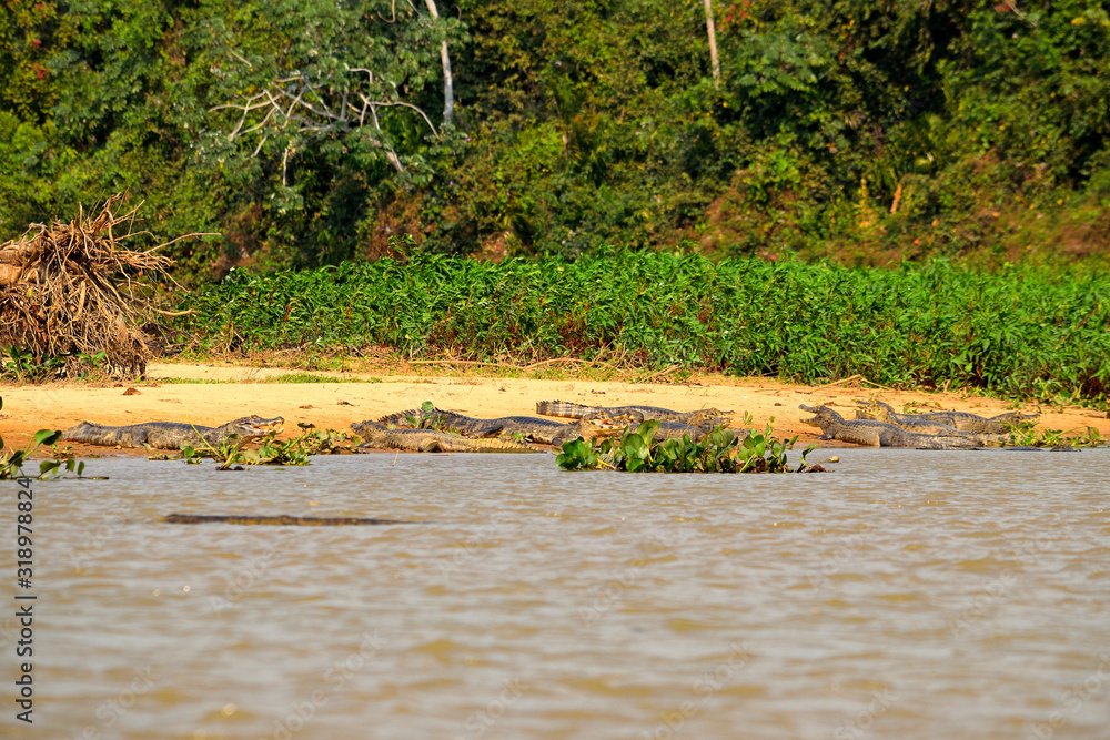 Jacare Caimans on Rio Cuiaba riverbank, Pantanal Jacare Caimans on Rio Cuiaba riverbank, Pantanal