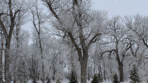 Winter Landscape Scene with Frosty Trees