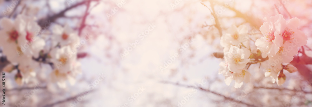 Fototapeta premium background of spring cherry blossoms tree. selective focus