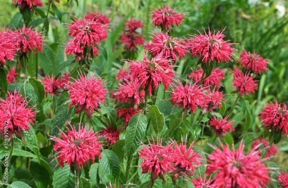 In the garden red flowers in bloom monarda In the garden red flowers in bloom monarda