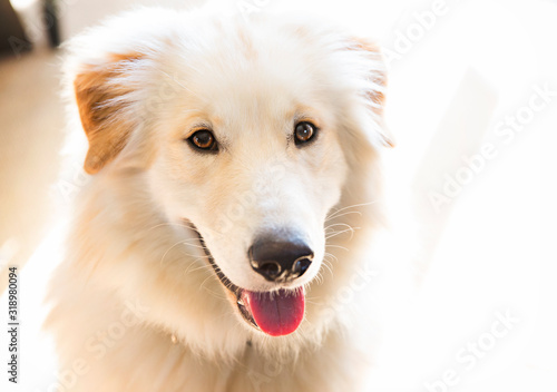 Fluffy Cute Golden Dog 