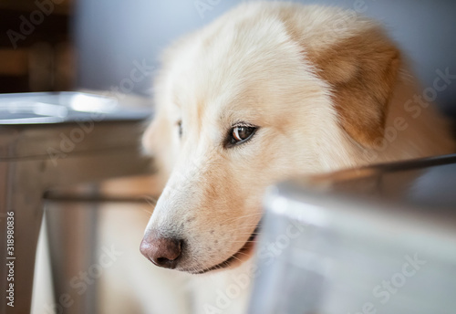 Cute Fluffy Dog Trying To Hide
